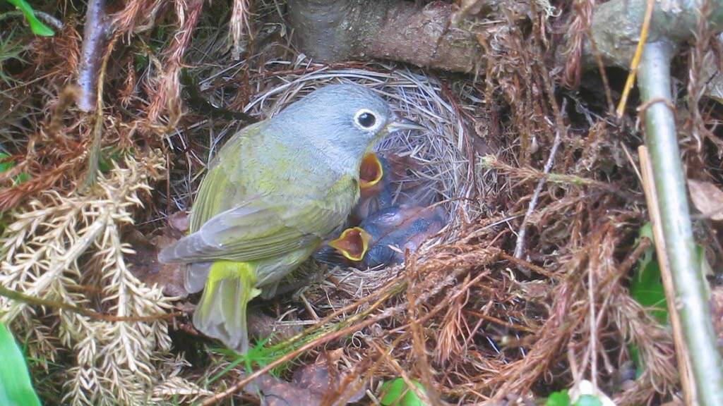 Nashville Warbler by Charles de Mille-Isles is licensed under CC BY 2.0.